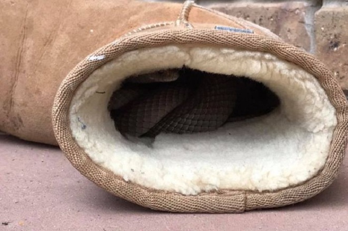Australian woman finds eastern brown snake in ugg boot